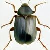 coleopteragutz